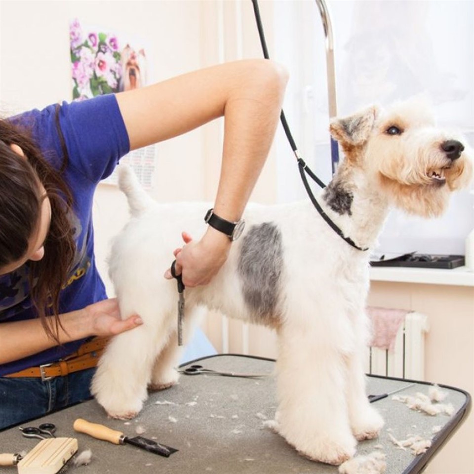 Pet Grooming Table Hanging Rope factory